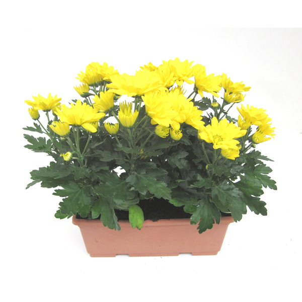 Chrysanthemum jardinera 20cm                      