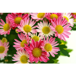 Chrysanthemum jardinera 20cm                      