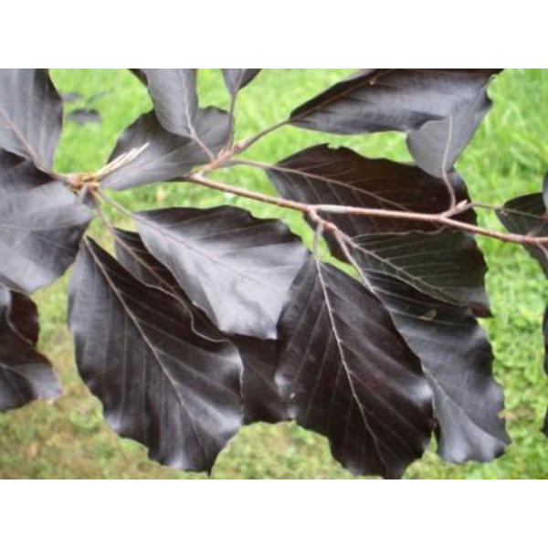 Fagus sylvatica 10/12 300/350                     