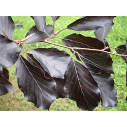 Fagus sylvatica 10/12 300/350                     