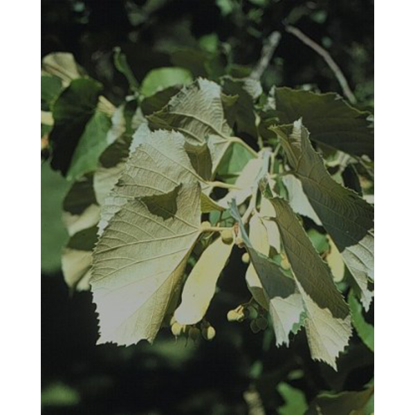 Tilia tomentosa 12/14 maceta                      