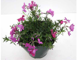 Phlox subulata 13                                 