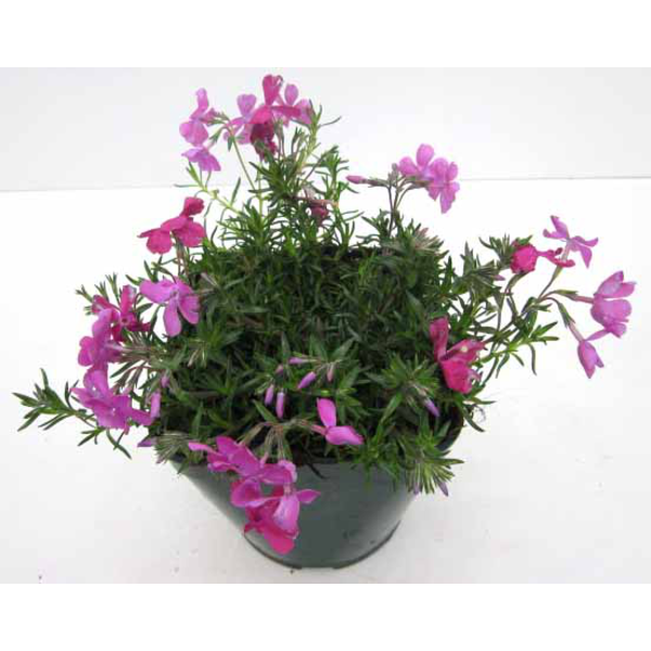 Phlox subulata 13                                 