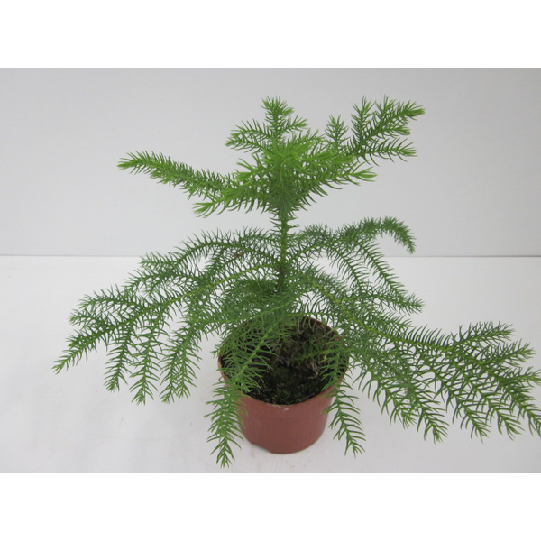 Araucaria m14                                     