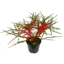 Cotoneaster horizontalis 7.5lt /E09-25-0008 /     