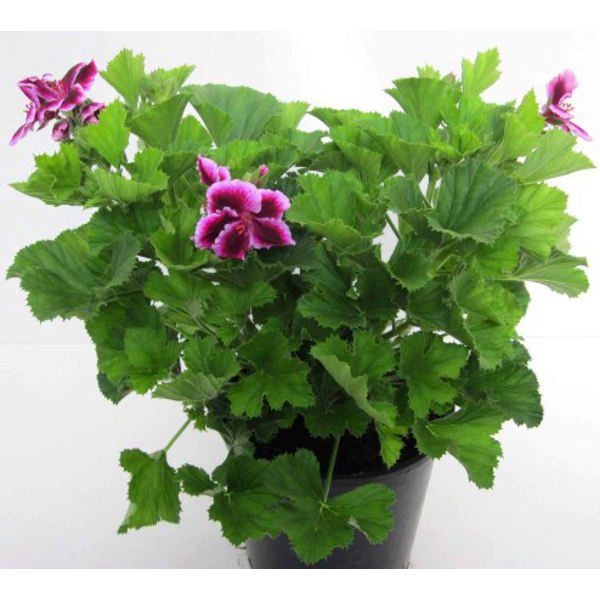 Geraneo grandiflorum candy flowers m13            