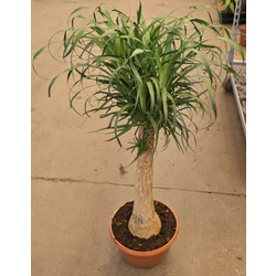 Beaucarnea recurbata 50/60cm                      