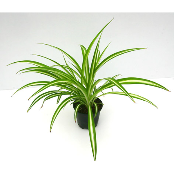 Chlorophytum colgar m16                           