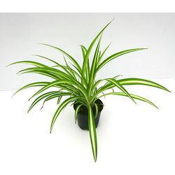 Chlorophytum colgar m16                           