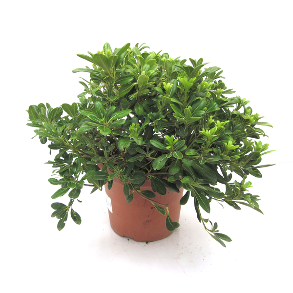 Pitosporum tobira nana 10lt                       