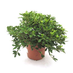 Pitosporum tobira nana 10lt                       