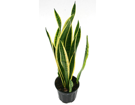 Sansevieria laurentii m22 90/100cm 10/+hojas      