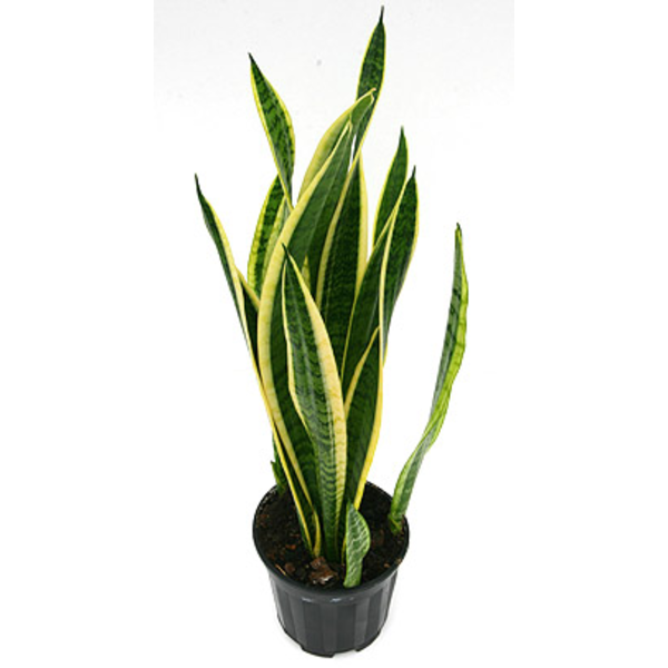 Sansevieria laurentii m22 90/100cm 10/+hojas      