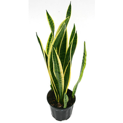 Sansevieria laurentii m22 90/100cm 10/+hojas      