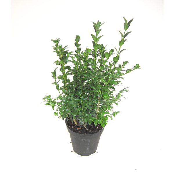 Buxus sempervivens m13 15/20cm                    