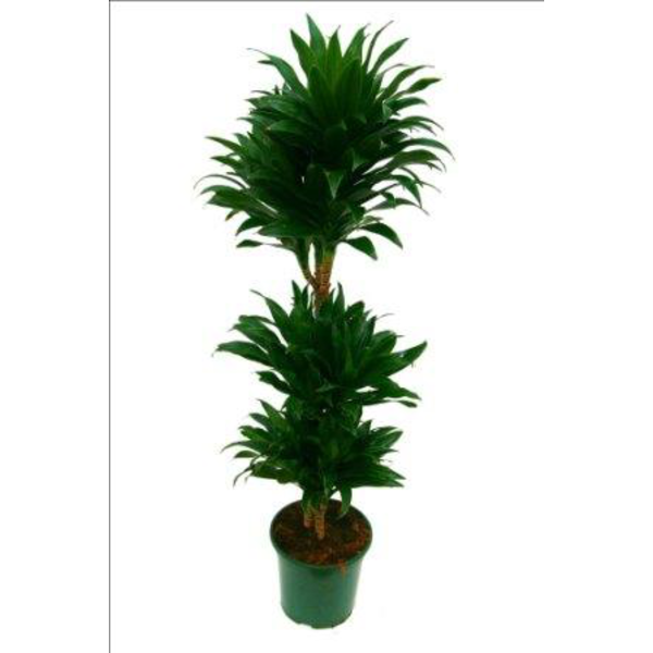 Dracaena compacta m9                              