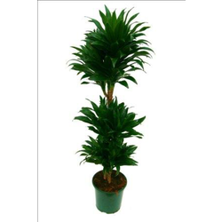 Dracaena compacta m9                              