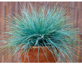 Festuca glauca 13                                 