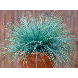 Festuca glauca 13                                 