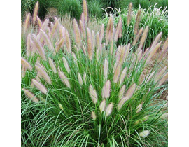 Pennisetum alopecuroides 2lt                      