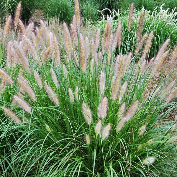 Pennisetum alopecuroides 2lt                      