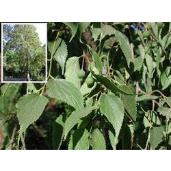 Celtis australis 8/10 maceta                      