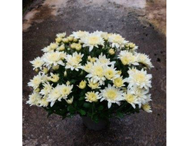 Chrysanthemum bola m13                            