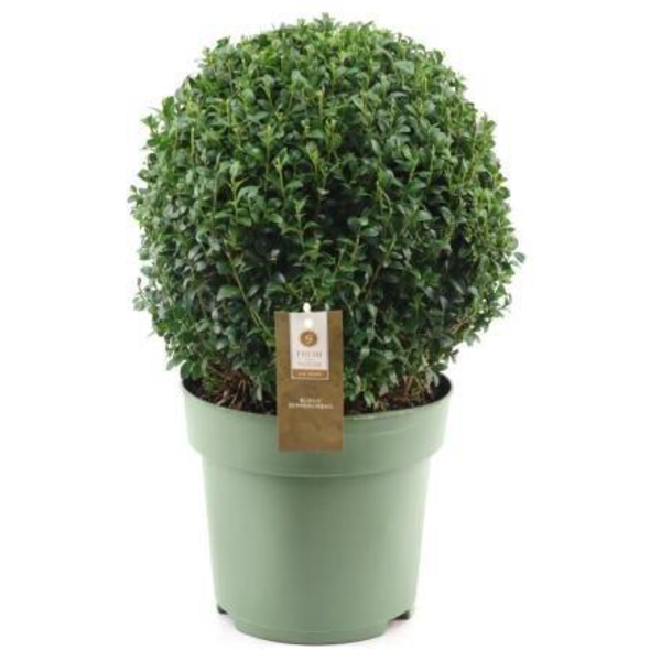 Buxus sempervivens bola diam.30/40cm m24          