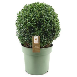 Buxus sempervivens bola diam.30/40cm m24          