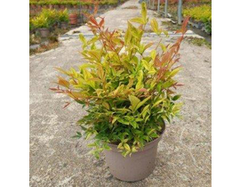 Nandina domestica gulf stream 3lt 30/40cm         