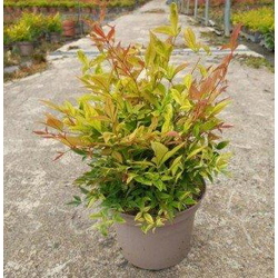 Nandina domestica gulf stream 3lt 30/40cm         