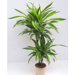 Dracaena deremensis 10/30 m17                     