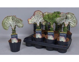 Euphorbia lactea injertada 10                     