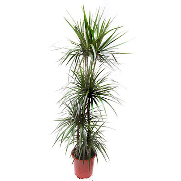 Dracaena marginata m9 cabeza                      