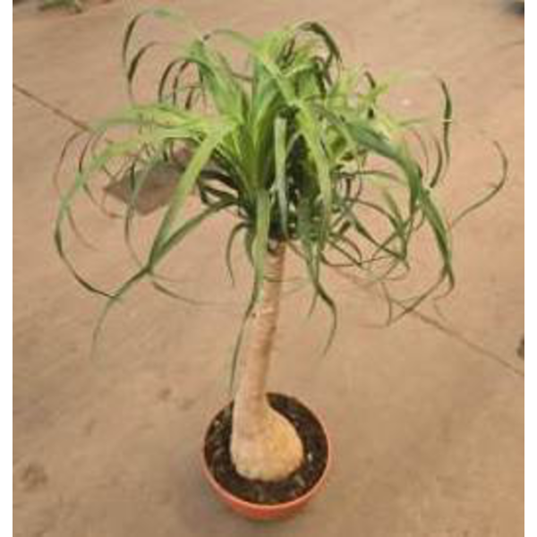 Beaucarnea recurbata 80/90                        