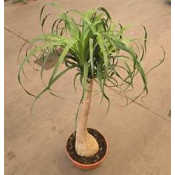 Beaucarnea recurbata 80/90                        