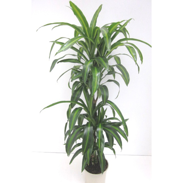 Dracaena hawaian sunchine 15/30/60                