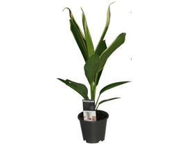 Cordyline fruti.conga m13                         