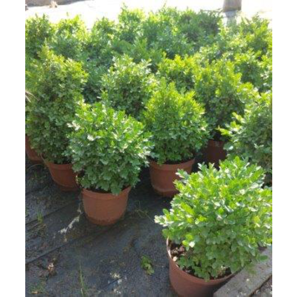 Buxus suffruticosa 3lt 30/40                      