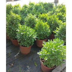 Buxus suffruticosa 3lt 30/40                      