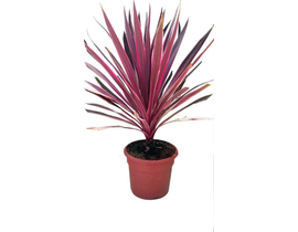 Cordyline australis pink m20                      