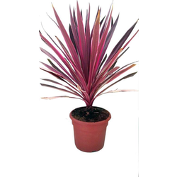 Cordyline australis pink m20                      