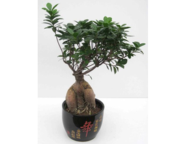 Ficus retusa ginseng 35cm m14                     