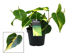 Philodendron scandens brasil m12                  