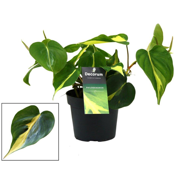 Philodendron scandens brasil m12                  