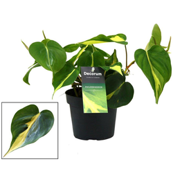 Philodendron scandens brasil m12                  