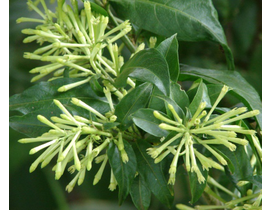 Galan de noche (cestrum nocturnum) m13            