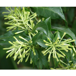 Galan de noche (cestrum nocturnum) m13            