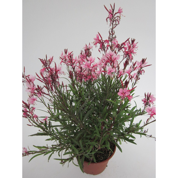 Gaura mix m12                                     