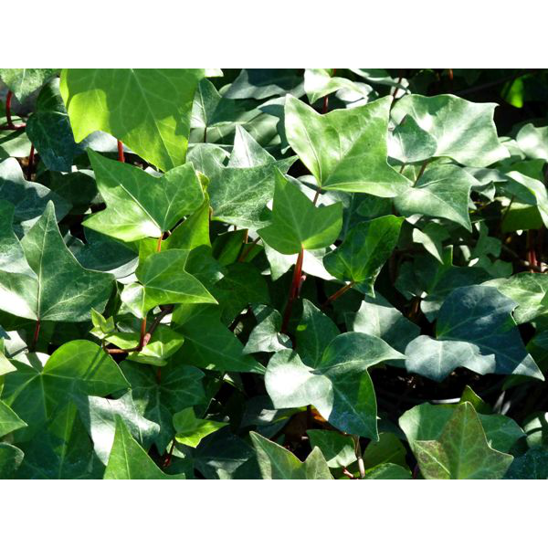 Hedera helix verde 10                             